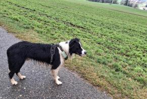 Discovery alert Dog  Unknown Grandevent Switzerland