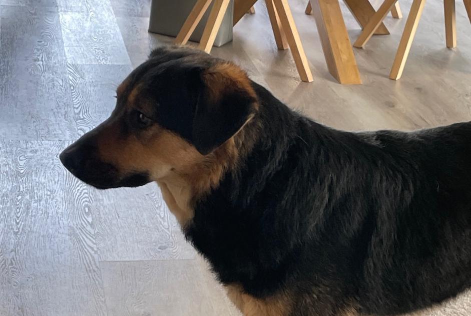 Disappearance alert Dog miscegenation  Female , 4 years Châtel-Saint-Denis Switzerland