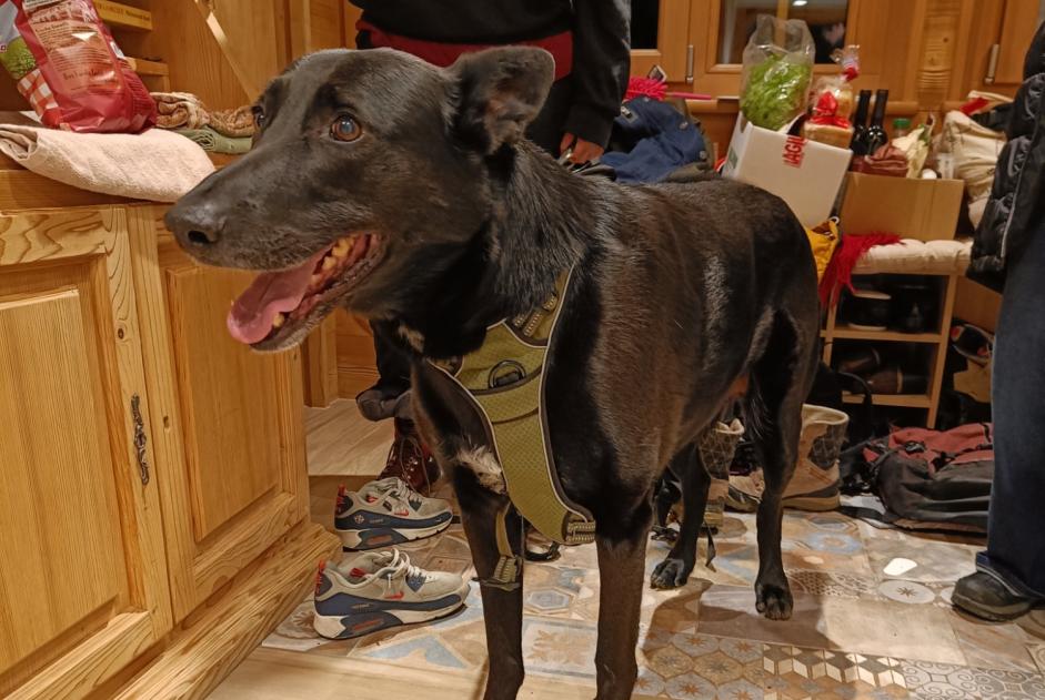 Alerte Découverte Chien croisement  Mâle Ormont-Dessous Suisse