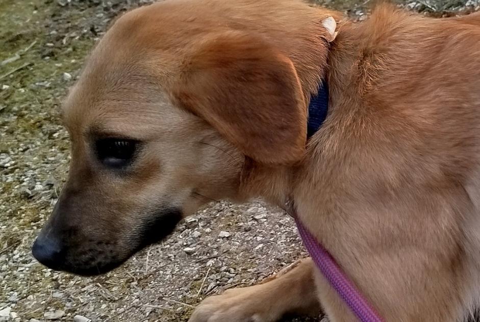 Alerte Disparition Chien  Femelle , 1 ans Noble-Contrée Suisse