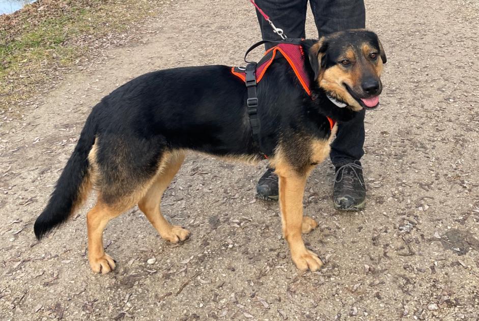 Avviso scomparsa Cane incrocio di razze  Femmina , 4 anni Châtel-Saint-Denis Svizzera